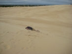 Jockey's Ridge - Ben